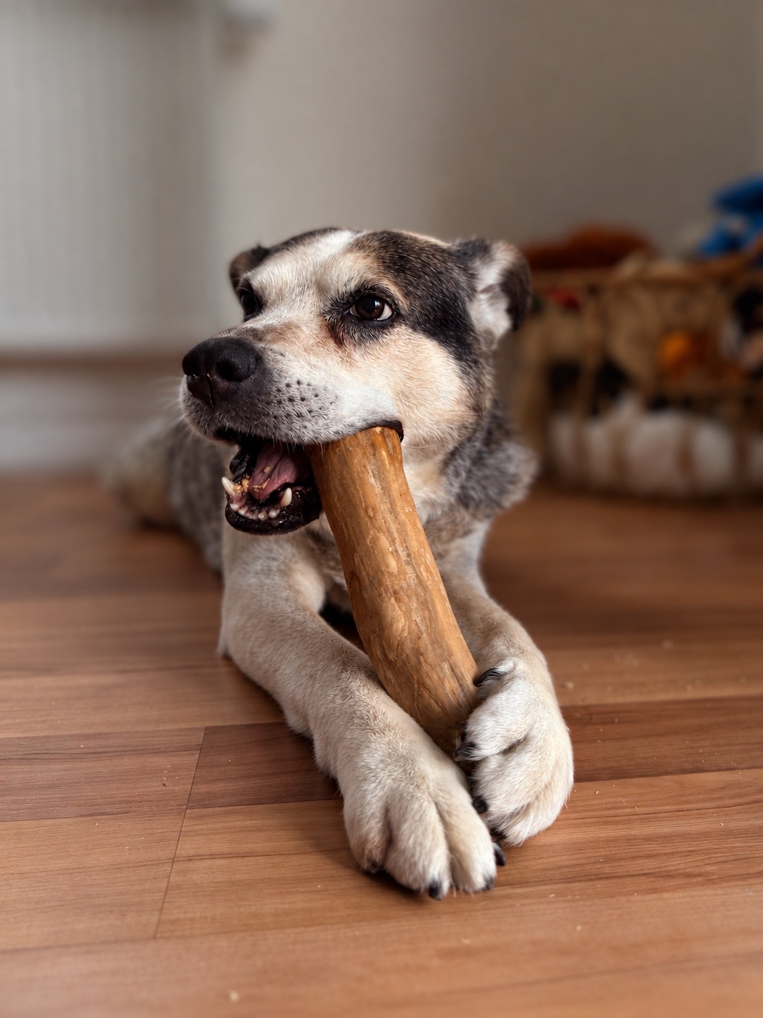 Mein Hund Lino