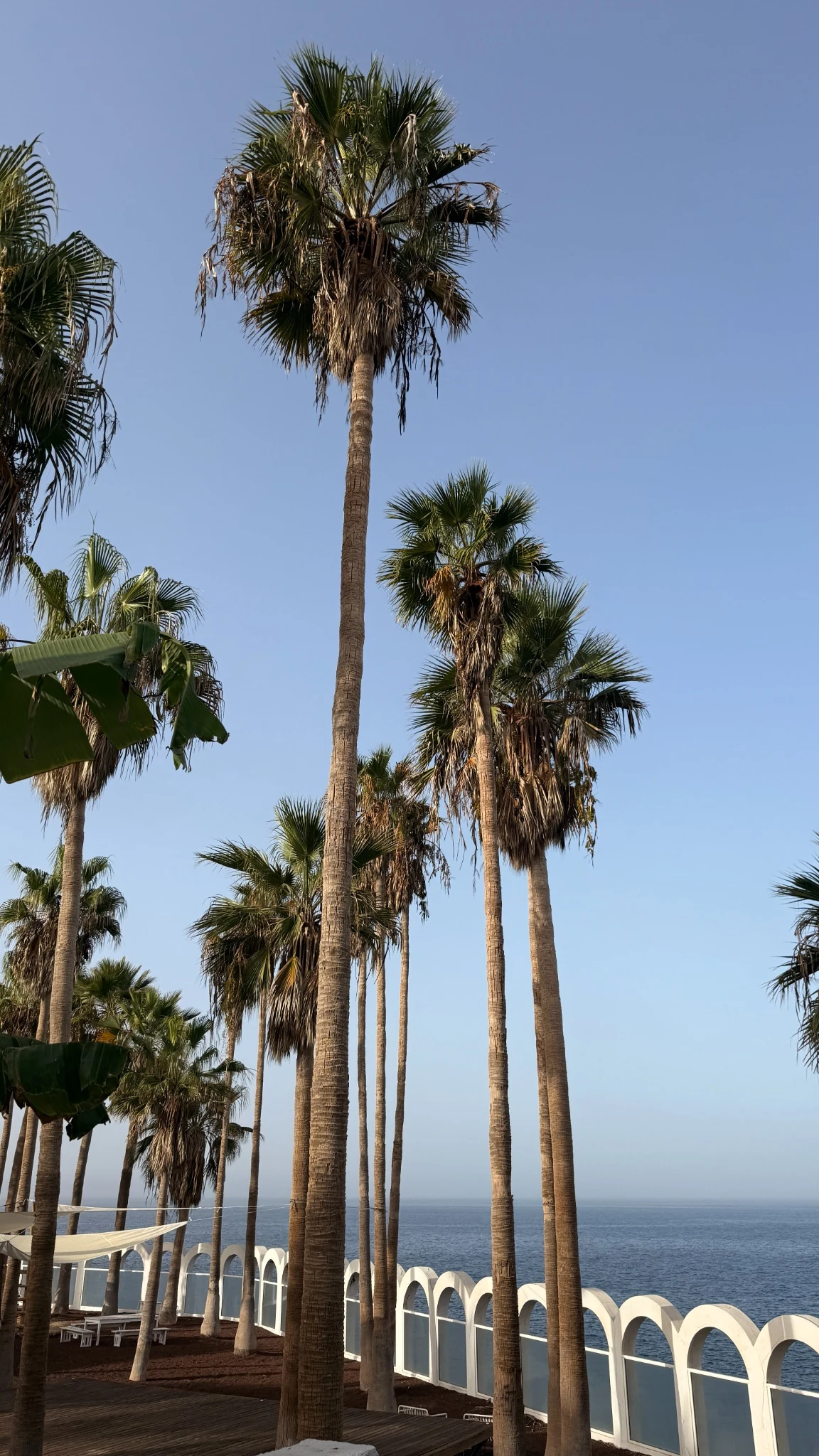 Palmen und Meer auf Teneriffa